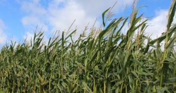 New maize varieties increase maturity range on BSPB Descriptive Lists KWS maize