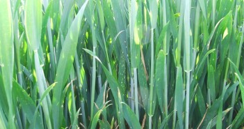Tackle mildew early in high risk cereal crops this spring Mildew in wheat_1