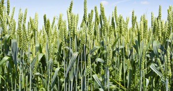 New biostimulant seed treatments promise better yields Green wheat 2