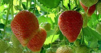 Biological control of slugs in strawberries Strawberries
