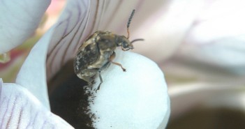 Break bruchid egg laying cycle Bruchid beetle (2)