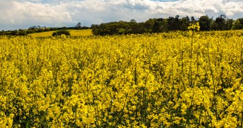 United Oilseeds to outline why rape still warrants its place in the rotation OSR-1