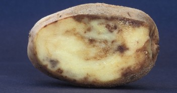 Make the most of Initium (ametoctradrin) Tuber blight BPC