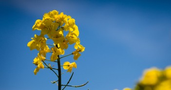 Do not revert to insurance sprays – the message from ADAS entomologist Steve Ellis osr BASF
