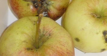 New fungicide with a difference; Soriale Apple scab