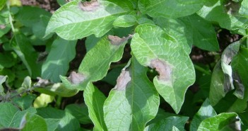 Include zoxamide in all blight control programmes SAMSUNG DIGIMAX 360