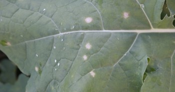Back to basics for Phoma stem canker Early phoma in rape