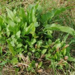 Investing in late summer grassland weed control now will pay dividends next spring 19Autumn Dock regrowth