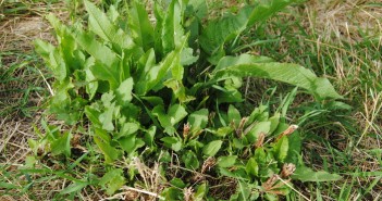 Investing in late summer grassland weed control now will pay dividends next spring 19Autumn Dock regrowth