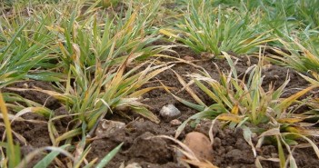 New app offers aphid spraying alerts against Barley yellow dwarf virus BYDV symptoms 2
