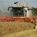 Mixed oilseed rape yields reported as growers plan to beat the beetle OSR Suffolk