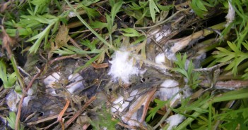 Start Sclerotinia control in carrots with Signum Sclerotinia in carrots