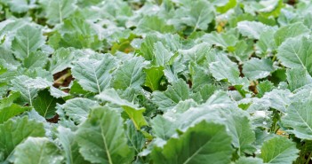 Bridgeway boosts OSR potential Webp.net-resizeimage-38