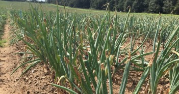 AHDB launch four new Strategic Centres for field vegetable crops onion varieties
