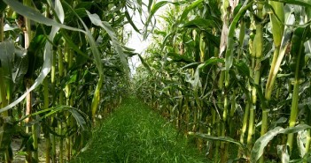 Under-sowing maize has soil health benefits Undersown grass in maize.