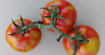 Funding partnership to tackle top horticultural pest & diseases Chlorotic