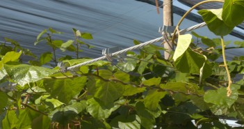 Gripple goes back to its roots with greenhouse solution GP90 (1)