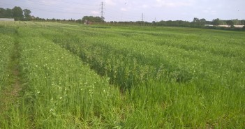 New research to trial crop mixtures for improved sustainability Getting-crop-diversity-into-the-mix