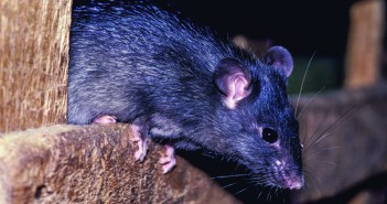 BASF choose LAMMA to exhibit new rodenticide Black Rat Rattus rattus United Kingdom