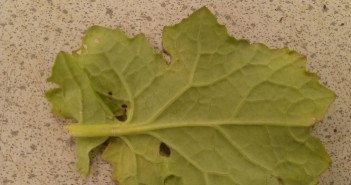 First light leaf spot symptoms identified in oilseed rape crops light leaf spot Credit ADAS