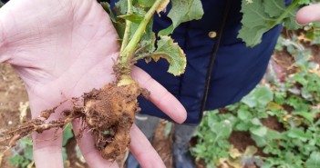 New standard in yield for clubroot resistant OSR joins 2020/21 RL Clubroot in OSR