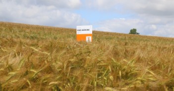 New varieties improve output and rotational resilience KWS Hawking winter barley