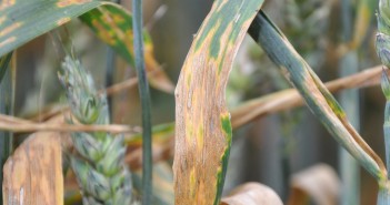 Survey gives 2020 vision into wheat disease woes Septoria 2 @300
