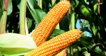 Ws Calvini added to forage maize descriptive list KWS CALVINI
