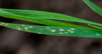 Hit mildew early in late-drilled winter wheat crops Mildew in young wheat plants