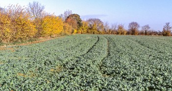 Corteva to launch Korvetto herbicide marking step-change in oilseed rape broadleaf weed control Oilseed rape image 900x507