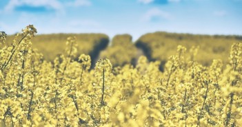 New discovery will help fight lethal oilseed rape disease field-of-rapeseeds-1433380_1920