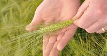 Spring tips offered to help hybrid barley growers after tough winter Hybrid barley in hand 2 @300