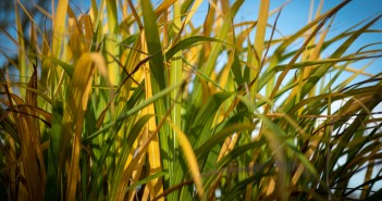 New land use report urges increase of bioenergy crops in the UK Miscanthus crop 20192020