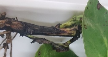 The pitfalls of volunteer beans and advice on spring drilling beans Potential footrot in volunteer beans