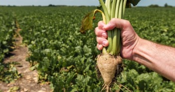 Sugar Beet in Scotland? Sugar Beet