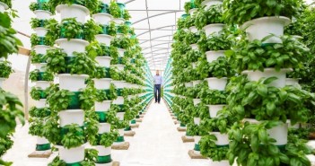 Midland ‘vertical farm’ gets green light from planners Vertically grown basil crop