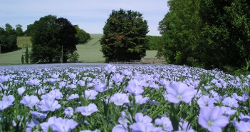Herbicides with a unique mode of action in spring linseed linseed