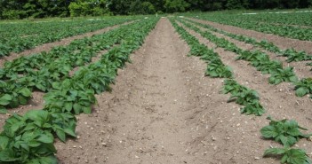 Technology employed to test crop emergence spuds