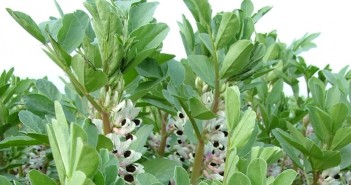 Spring cropping is your finger on the pulse thumbnail_BEANS 2