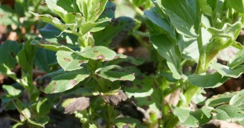 Rain splash risk for chocolate spot spread Chocolate spot on bean leaves early spring