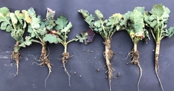 Foliar applications will kick-start crops this spring OSR. Jan09. Proplex+MultiN 17.01.2019 (003)