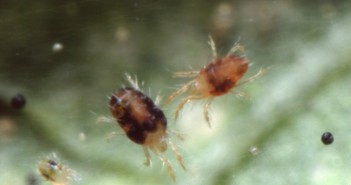 New acaricides to tackle return of mite problem to orchards Two Spotted Spider Mite
