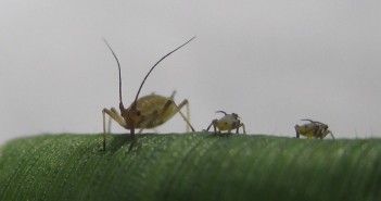 Spring cereals emerge to BYDV threat Grain Aphid mr