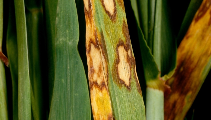 Multiple Disease Threats For Winter Barley | Agronomist & Arable Farmer