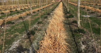 Cover crops could benefit hop soils Terminated cover crop in hop garden