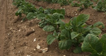 Protect potato potential with Bridgeway/Zonda IMG_2371 2 copy