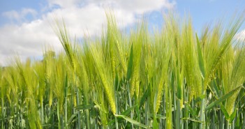 New cereal varieties and new barley seed treatment option from Syngenta at Cereals Event Live SY KIngsbarn