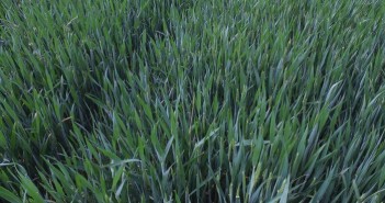Act now to reduce crop stress during dry conditions Winter wheat holding up well in drought conditions