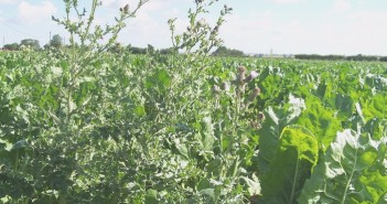 Controlling tall weeds and potato volunteers in sugar beet Thistles in sugar beet