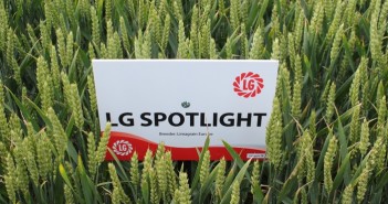 LG Spotlight stands out from the crowd LG Spotlight (4)